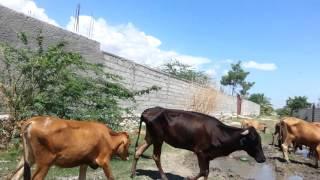 Haitian Cows