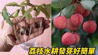 荔枝水耕發芽好簡單 | Hydroponic lychee germination is easy