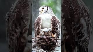 Protective Owl Shields Babies from Intense Snowstorm #owl #snow #mother  #trending