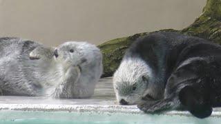 ラッコ　メイちゃんとキラちゃん　陸に上がって毛づくろいです　【鳥羽水族館】Sea otter Mei-chan Kira-chan Toba Aquarium