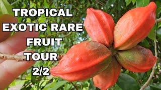 Rare Tropical Fruit Orchid Tour 2