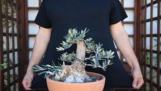 How to Style an Olive Bonsai: Branch Selection and Initial Design