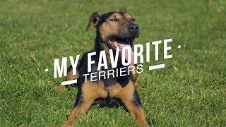 MY FAVORITE TERRIER BREEDS