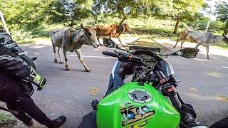 VLOG 2 | COWS ATTACKED US | NINJA 300 | JODHPUR