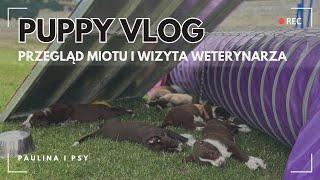 PUPPY VLOG: PRZEGLĄD MIOTU I WIZYTA WETERYNARZA | PAULINA I PSY