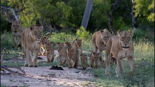 Ntsevu/Kambula Pride & Birmingham males (J 2019)