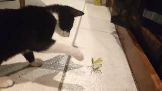 Cat vs Mantis    Kot i modliszka