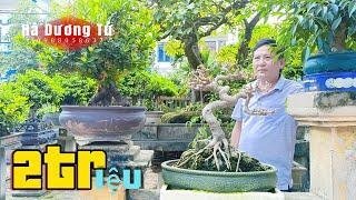 Báo giá cây cảnh Mê Linh. LH 0988058637