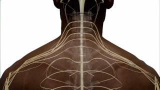 Anatomy of the Spinal Cord and How it Works