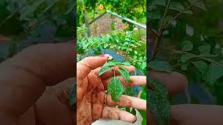 #garden #youtubeshorts #gardening #aishwaryamirajkar #short #youtube #trending #shorts #shortvideo