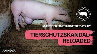 Tierschutzskandal RELOADED: Missstände, die bleiben