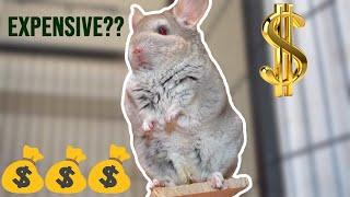 Pet Chinchillas - Are They Expensive Pets? (2020 cost breakdown)