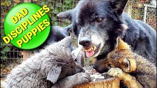 WARNING!! Dad Disciplines Puppies - Pack Feeding