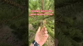 Почему пожелтела хвоя сосны