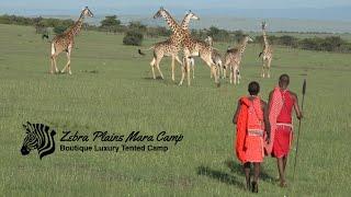 Zebra Plains Mara Camp Bush Walks | African Safari Experience