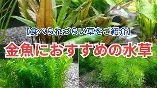 【金魚が食べづらい水草！？】金魚におすすめの水草をご紹介します