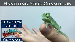 Handling Your Chameleon