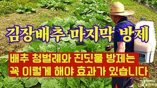 To control kimchi cabbage pests, you must do this. // There is no need to do this anymore. //