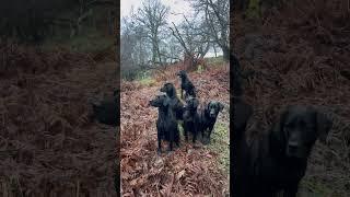 The sound of gun shot switches them on! #gundogs #labrador