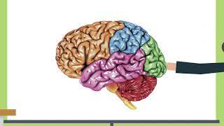 Brainwaves Lesson 3: Brain Anatomy