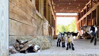 13 healthy new baby goats…feeling lucky!