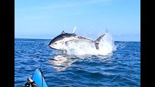 Bluefin Tuna in Devon!