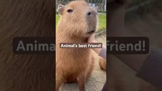 Have you seen a capybara in real life? #minuteofnature #wildlife #animals #facts #knowledge #fyp