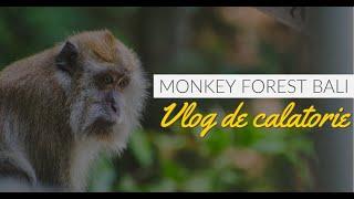 Vlog de calatorie din Bali | Monkey Forest