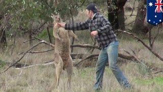 Man fights kangaroo: Aussie dude punches kangaroo in the face after it attacks his dog - TomoNews