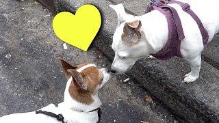 BROOKLYN DOG WALK - NIC AND PANCHO VLOG #7