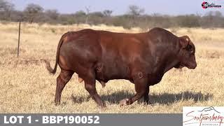 2022 Soutpansberg Bonsmara Auction