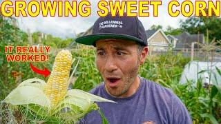 Your Corn Will LOVE You For This: 4 Tips to Grow Corn Like A Pro!