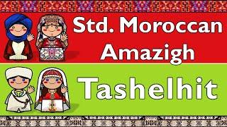 STANDARD MOROCCAN AMAZIGH & SHILHA/TASHELHIT