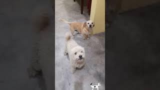 El bayle de perritos