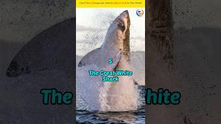 Top 5 Most Dangerous and Deadliest Fish in the World 
