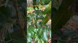 Longan in Ground With Lots of New Growth 