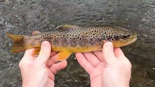 Morning Fly Fishing Another PA Limestoner, Word of the Day, "TANGLES!!"