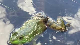 water snake eats a bullfrog + bonus herp