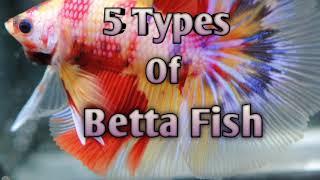 5 Types Of Betta Fish