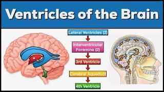 Ventricles of the Brain: Anatomy and Cerebrospinal Fluid (CSF) Circulation