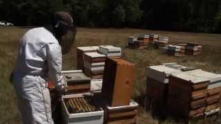 Bees at Herb Pharm