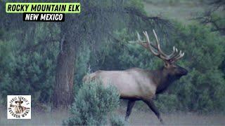 High-Altitude Hunt for His First Elk With a Bow