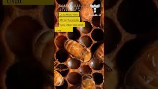 Worker Bee Life Cycle:Adult Day 6-The baby bee activates special glands to make royal jelly#onequeen