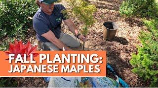 Planting Japanese Maples this Fall (And Why You Should Too)