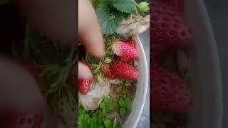 #stawberry #stawberryfruit #fruitcutting #fruits #gardenplants #viral #shorts #beautifulnature