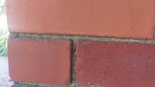 how to install sample lime panels and protect them when lime pointing