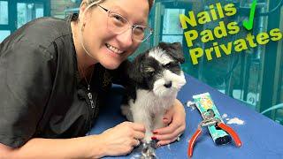 Puppy Private area, Paw Pads, and Nail Trim Lesson