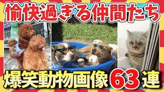 【爆笑】笑いと癒しの旅w爆笑動物映像＆画像63連発/ガルちゃん選抜/爆笑GIF動画/ゆっくり