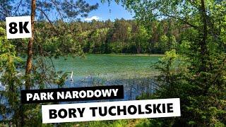 Park Narodowy Bory Tucholskie to cud natury [8K]