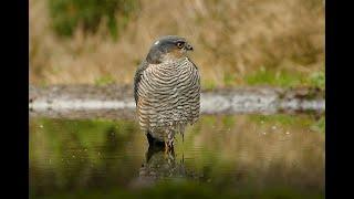 Accipiter nisus - Eurasian Sparrowhawk